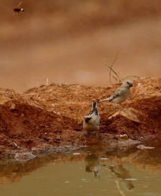 Desert Finch - Rhodospiza obsoleta