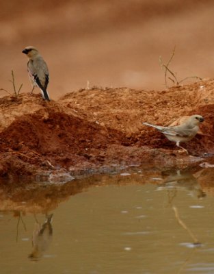 Desert Finch - Rhodospiza obsoleta