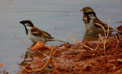 House Sparrow - Passer domesticus - Gorrión Común - Pardal comú