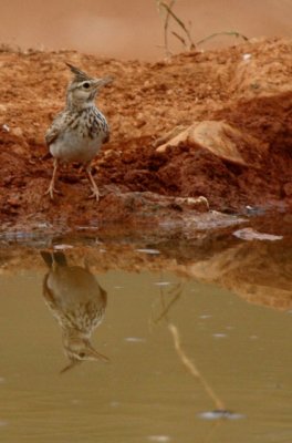 Crested Lark - Galerida cristata - Cogujada Vulgar - Cogullada Vulgar