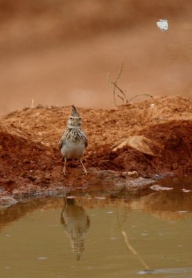 Crested Lark - Galerida cristata - Cogujada Vulgar - Cogullada Vulgar