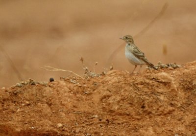 Greater Short-toed Lark - Calandrella brachydactyla - Terrera común - Terrerola vulgar