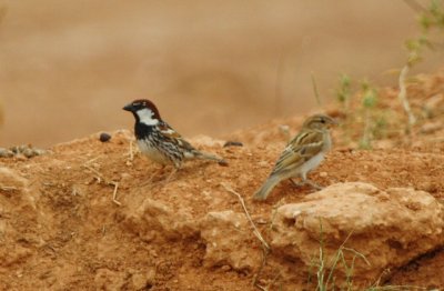 Spanish Sparrow - Passer hispaniolensis - Gorrion moruna - Pardal de Passa