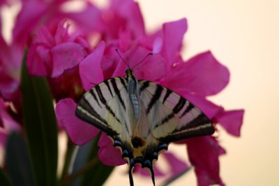 Wildlife photos from Turkey -  Birds - Butterflies and Bugs - Flowers - Landscapes