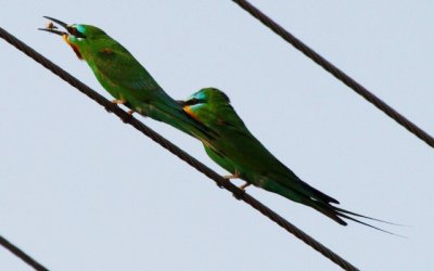 Blue-cheecked Bee-eater - Merops persicus - Abejaruco persa - Abellarol gola-roig