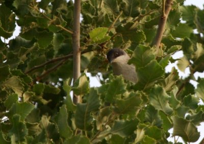 Eastern Orphean Warbler - Sylvia (hortensis) crassirostris - Curruca mirlona oriental - Tallarol emmascarat oriental