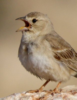Male Pale Rock Sparrow - Carpospiza brachydactyla