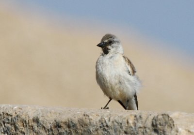 White-winged Snow Finch - Montrifringilla nivalis - Garrion Alpino - Pardal d'Ala Blanca