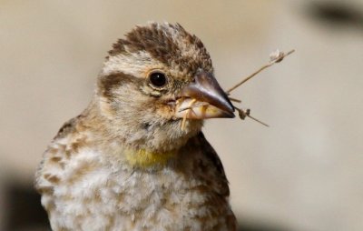 Rock Sparrow - Petronia petronia - Garrion Chilln - Pardal Roquer
