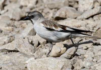 White-winged Snow Finch - Montrifringilla nivalis - Garrion Alpino - Pardal d'Ala Blanca