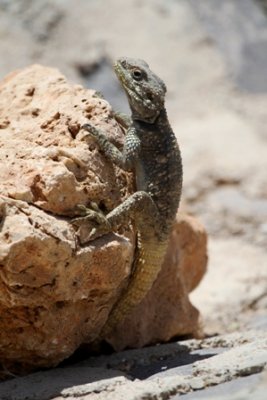 Wildlife photos from Turkey - Birds - Butterflies and Bugs - Flowers - Landscapes