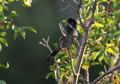 Adult male Cyprus Warbler - Sylvia melanotorax - macho adulto Curruca chipriota - Tallarol de Xipre mascle adult