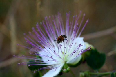 Wildlife photos from Turkey -  Birds - Butterflies and Bugs - Flowers - Landscapes