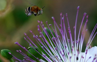 Wildlife photos from Turkey - Birds - Butterflies and Bugs - Flowers - Landscapes