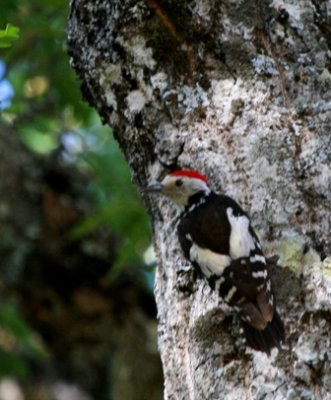 Middle Spotted Woodpecker - Dendrocos medius - Pico mediano - Picot Garser mitj