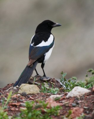 Magpie - Pica pica - Urraca - Garsa