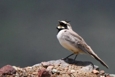 Horned Lark - Eremophila alpestris penicillata