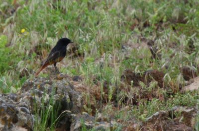Male Black Redstart - Phoenicurus ochruros ochruros - Colirojo tizn - Cotxa fumada