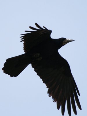 Adult Rook - Corvus frugilegus - adulto de Graja - adult de Graula