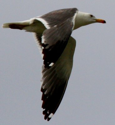 Armenian Gull - Larus armenicus