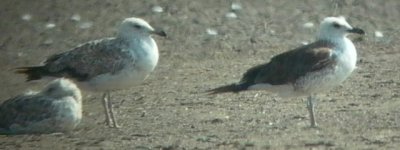 Lesser Black backed Gull (right) and Yellow legged gulls left - Larus fuscus fuscus and Larus michaellis