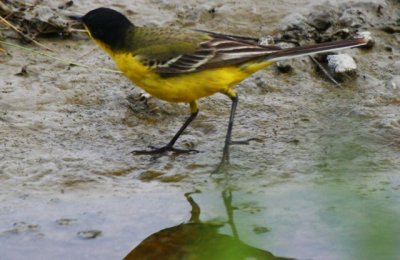 Yellow Wagtail - Motacilla flava feldeg - Lavandera boyera cabecinegra - Cuereta groga de capnegra