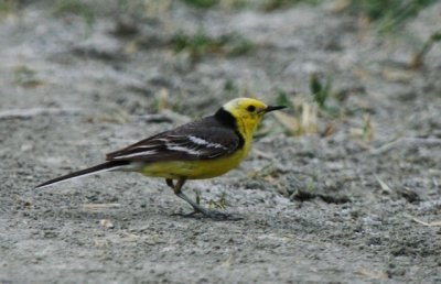 Adult male Citrine Wagtail - Matocilla citreola