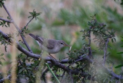 Upchers Warbler - Hippolais languida