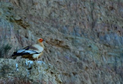 Egyptian Vulture - Neophron pernopterus - Alimoche - Aufrany