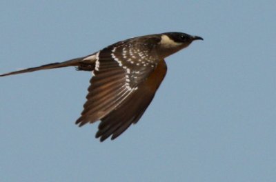 Great Spotted cuckoo - Clamator glandarius - Crialo - Cucut reial