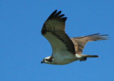 Osprey - Pandion haliaetus - Águila pescadora - Àguila pescadora