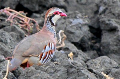 Red-legged Partridge - Alectoris rufa - Perdiz Roja - Perdiu roja