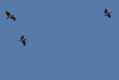 Black stork - Ciconia nigra - Cigüeña negra - Cigony negre