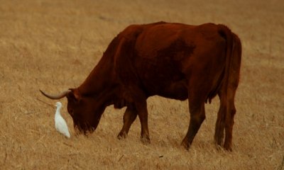 Cattle egret and a cow