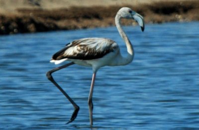 Young Flamingo in Bonanza salt pans