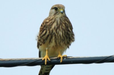 Kestrel - Falco tinnunculus - Cernicalo comun - Xoriguer