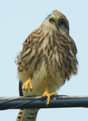 Kestrel - Falco tinnunculus - Cernicalo comun - Xoriguer