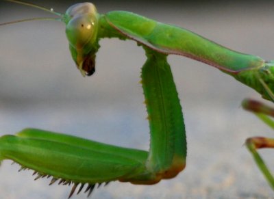 Mantis