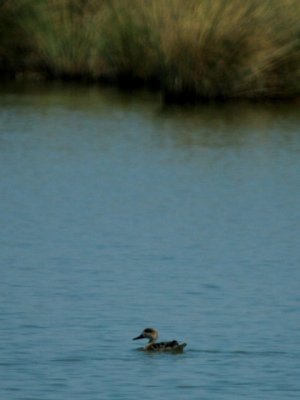 Marbled teal