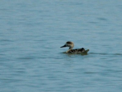 Marbled teal