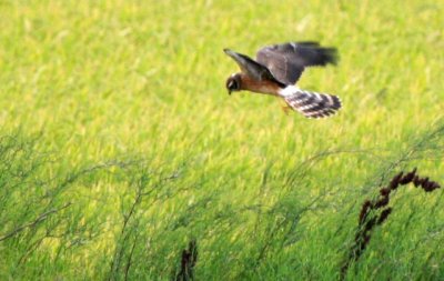 mony young Montagu's Harrier - Circus pygargus - joven Aguilucho cenizo - jove Esparver Cendrs