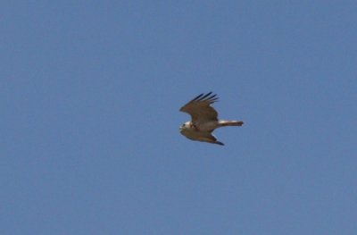 Shor-toed eagle - Circaetus gallicus