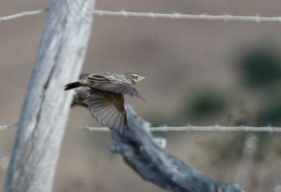 Thekla Lark flying