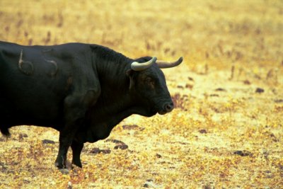 Fighting Bull - Toro de lidia