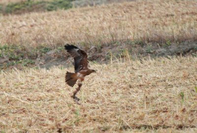 Young Black Kite - Milvus migrans