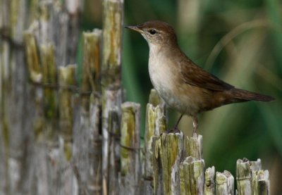 Savis Warbler - Locutella luscinoides - Savisanger - Boscaler com - Buscarla unicolor