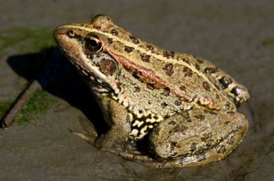 Iberian Green Marsh Frog - Rana perezi - Granota Verda - Rana Comun