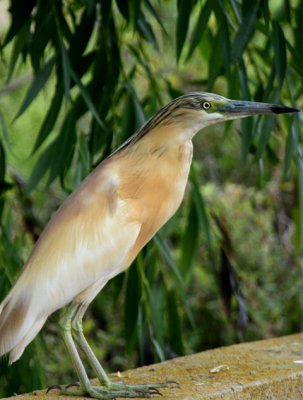 Squacco Heron - Ardeola ralloides - Gracilla cangrejera - Martinet Ros - Tophejre