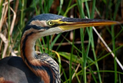 Purple Heron - Ardea purpurea - Garza imperial - Agr roig - Purpurhejre