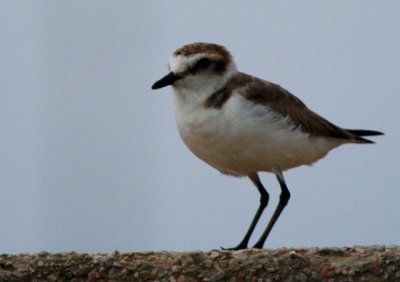 Kentish Plover - Charadrius alexandrinus - Chorlitejo patinegro - Corriol camanegre